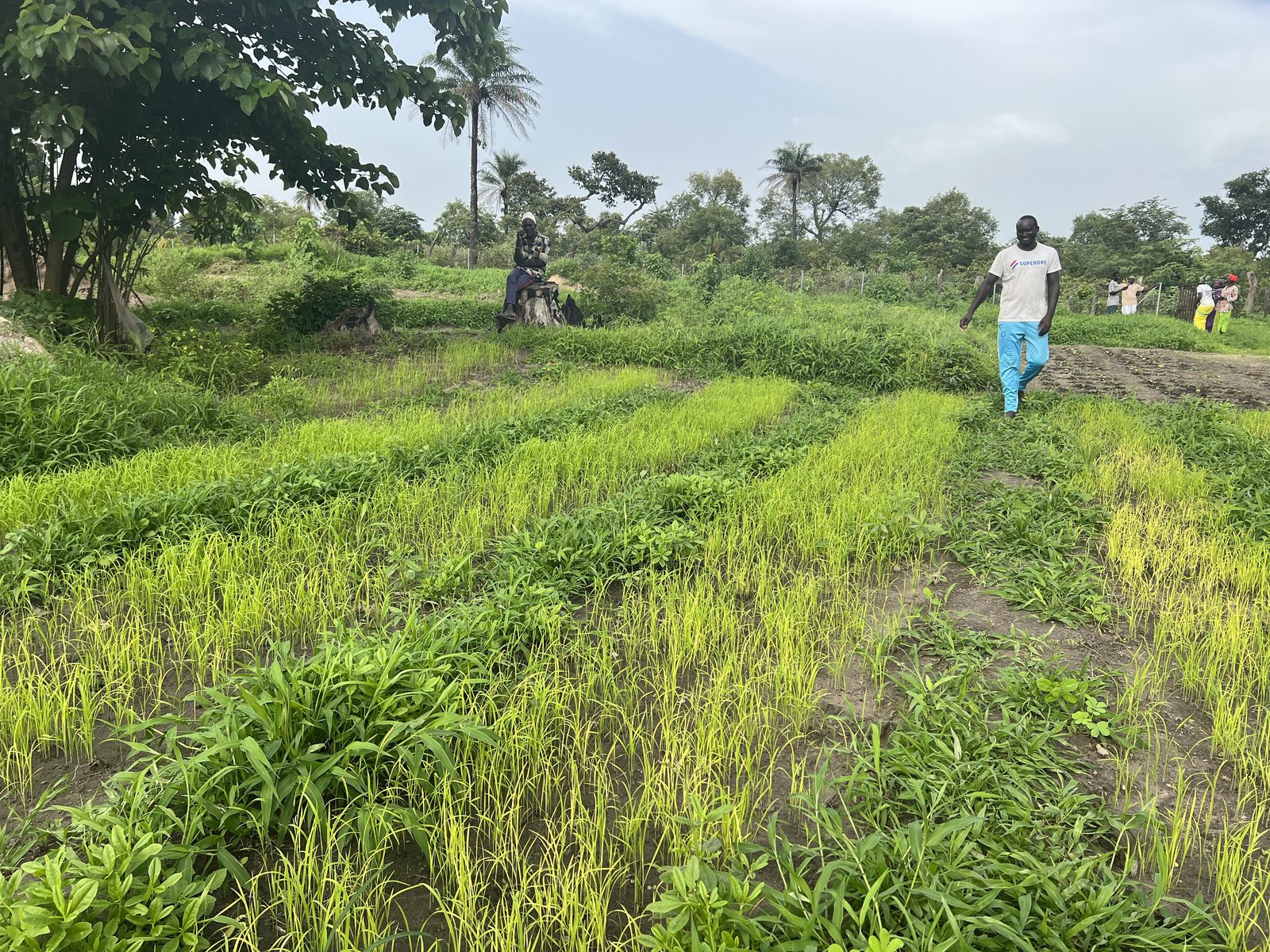 Green cultivated fields supported by PAAF
